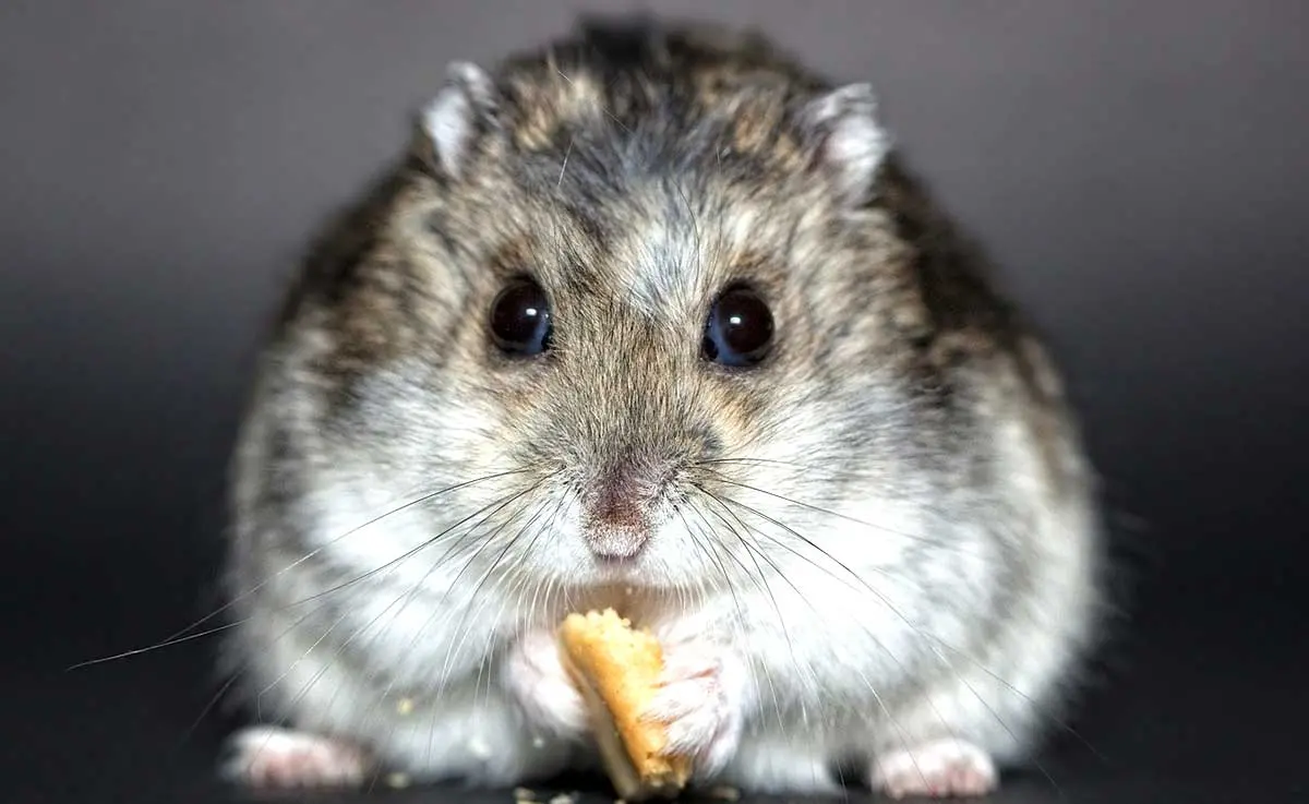 hamster nibbling on food
