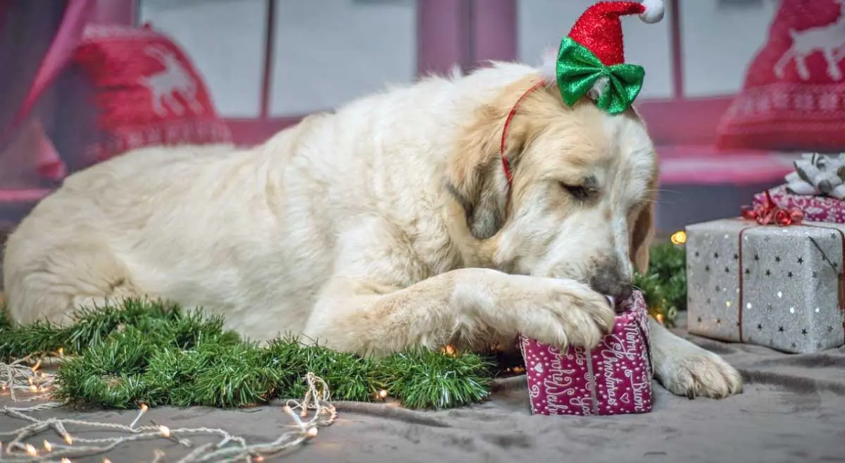 dog chewing gift