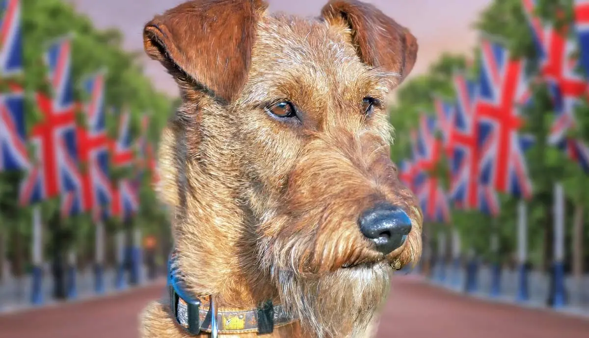 the wire fox terrier complete guide