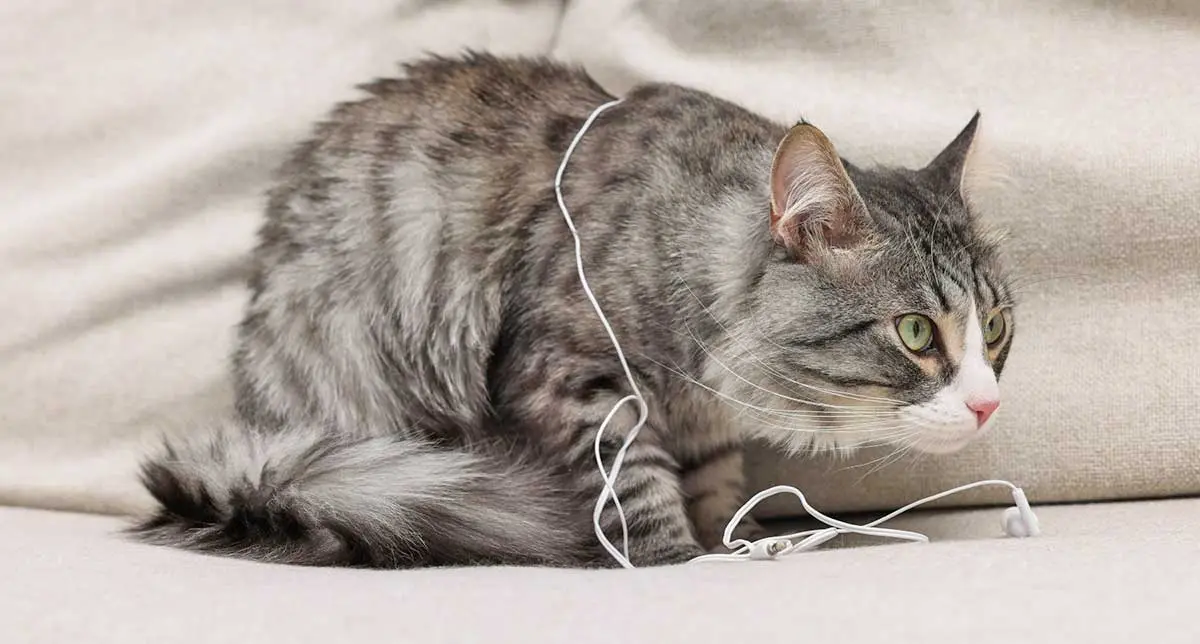 gray cat wired headphones