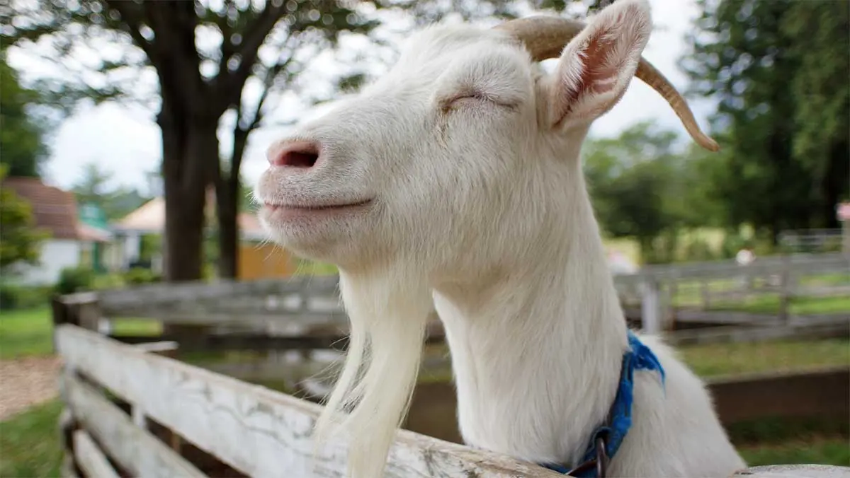 happy goat