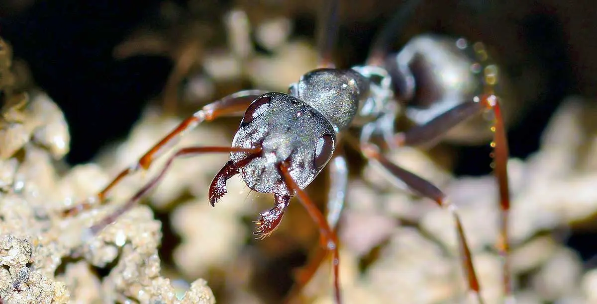 close up of ant in tunnel