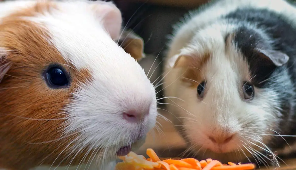 keys to healthiest guinea pig diet