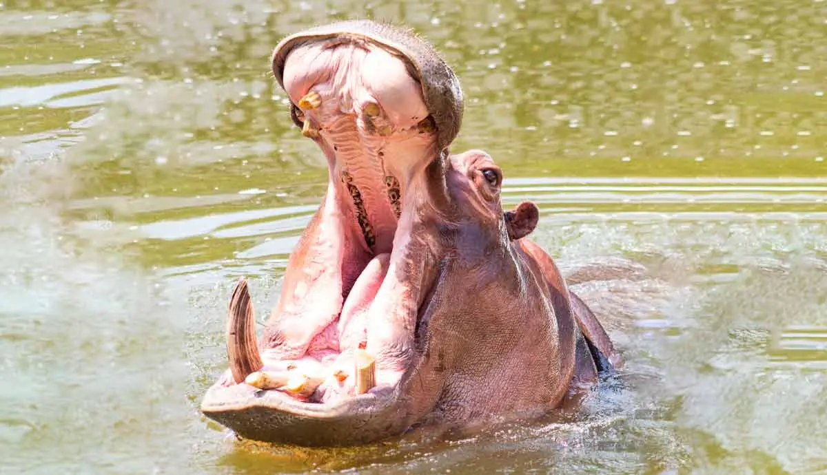 hippo open mouth