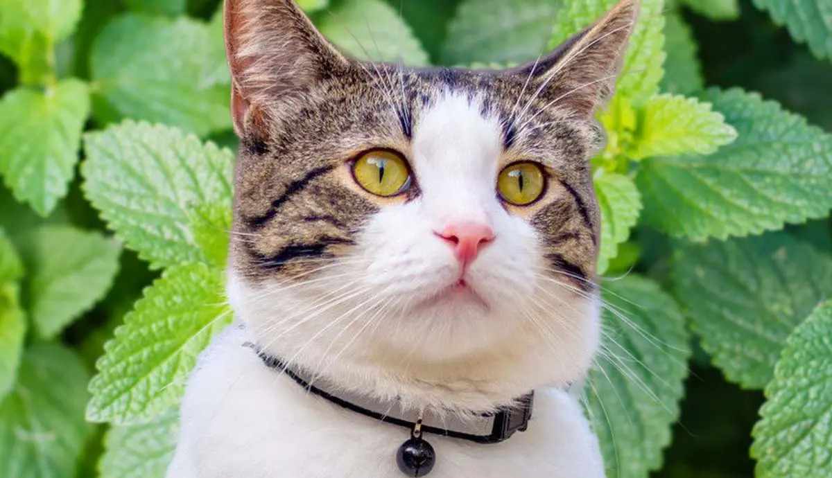 why do cats like catnip
