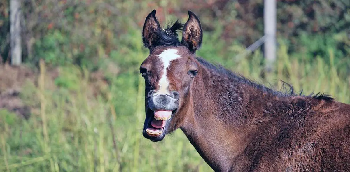young bay horse yawning