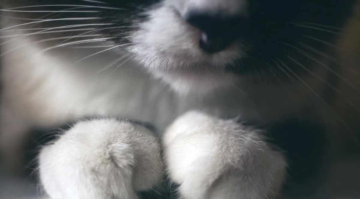 cat paws whiskers closeup