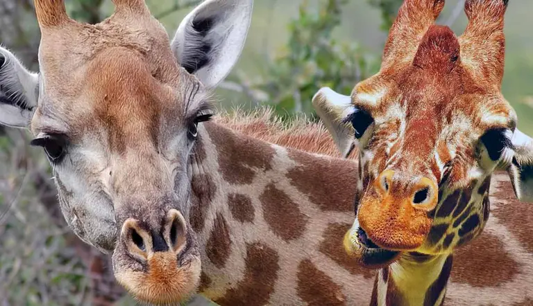 what sound does giraffe make in wild