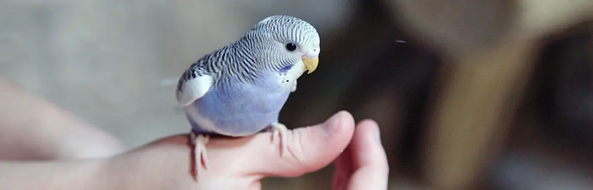 holding a budgie parakeet bird