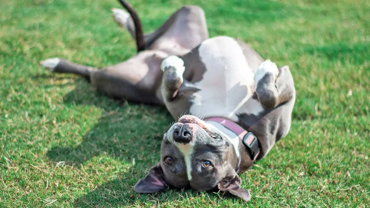 female pitbull with white chest lying on back on grass