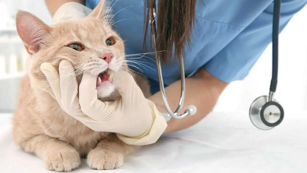 cat vet checking teeth