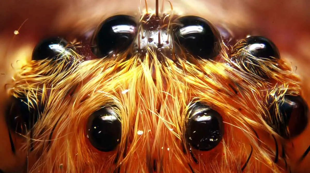 spider eyes eight