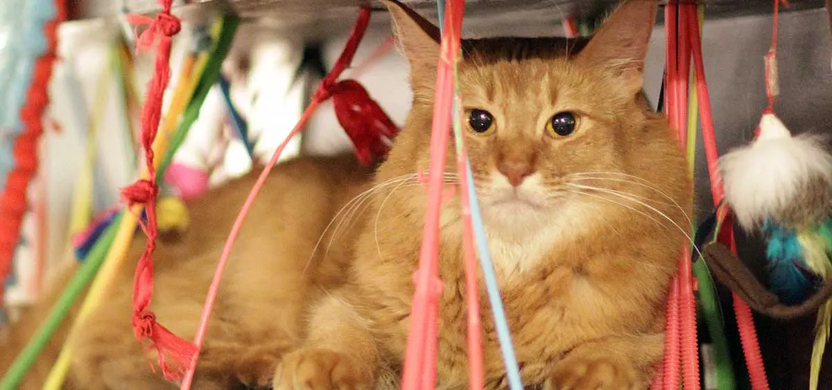 cat surrounded by toys on shelf