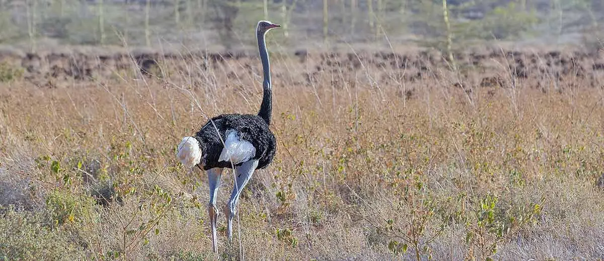 ostrich black grasslands