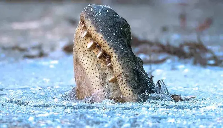 alligator surviving winter weather