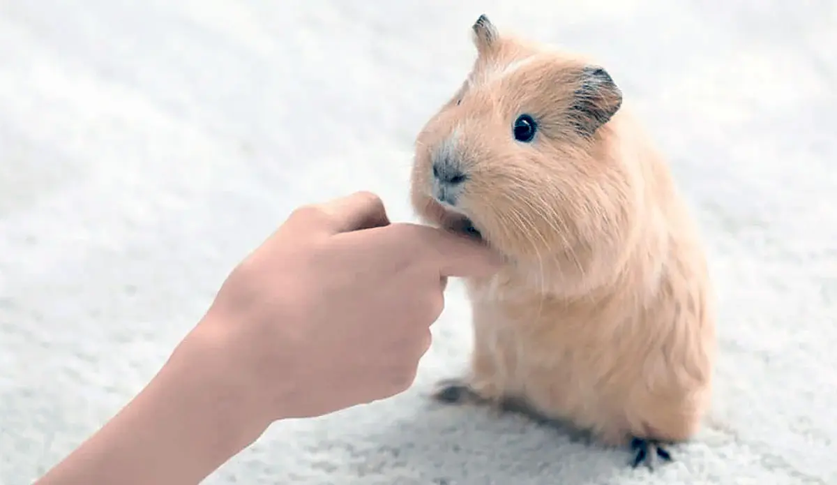guinea pig licking