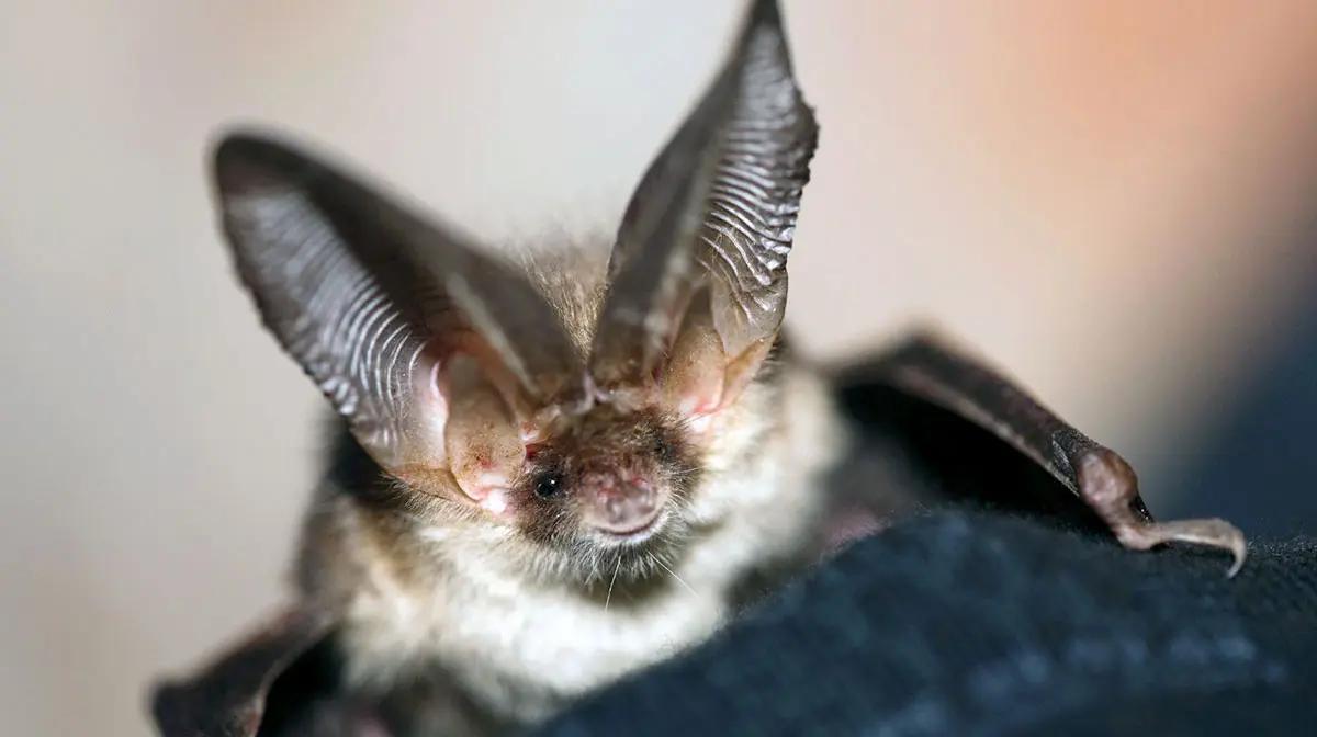 alpine long eared bat