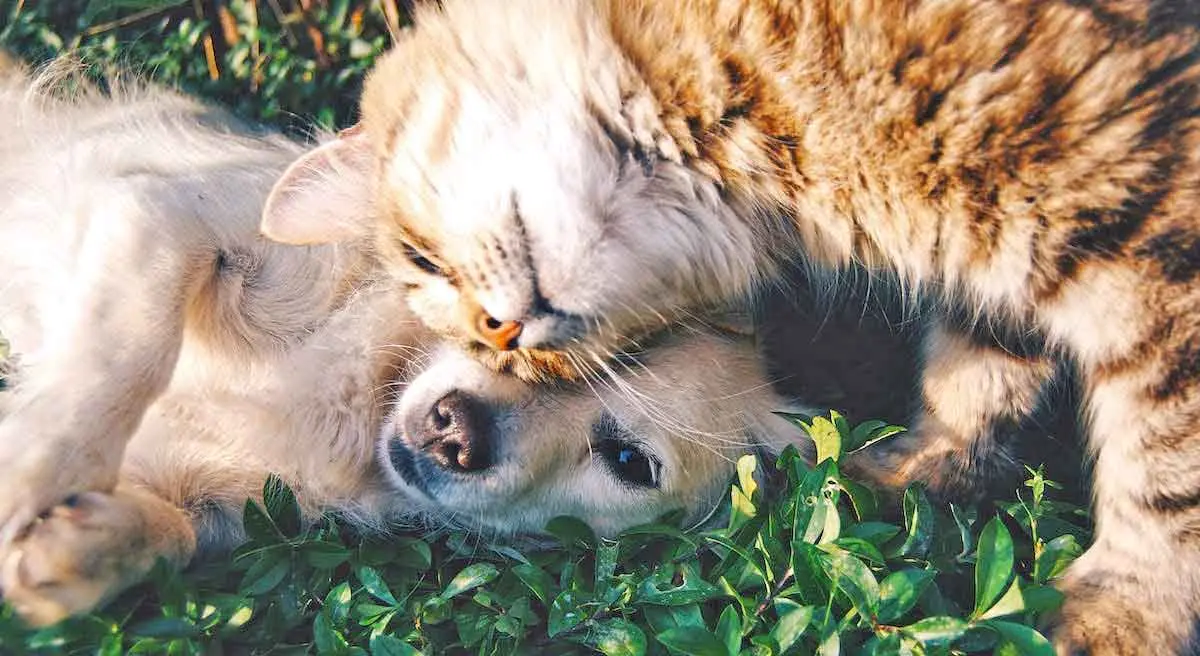 Orange Tabby Cat Beside Fawn Short coated Puppy on Grass