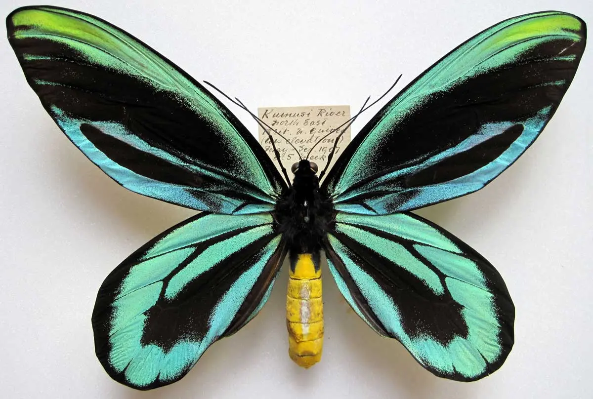 alexandra birdwing butterfly