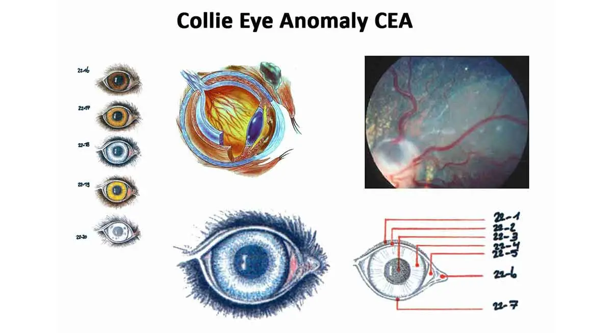collie eye anomaly chart