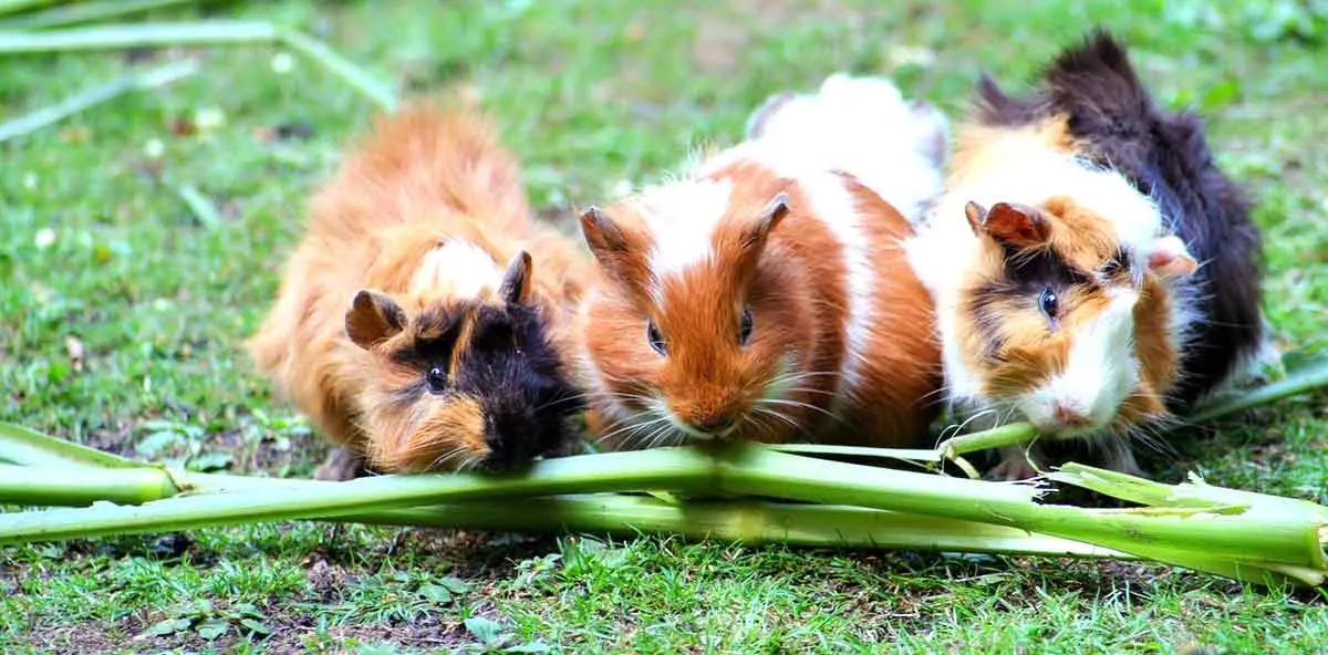 guinea pigs eating plants