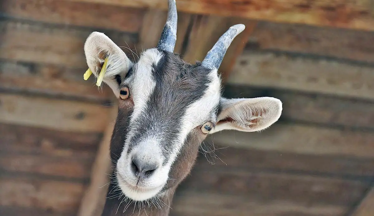 brown goat posing