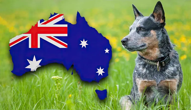 Australian cattle dog