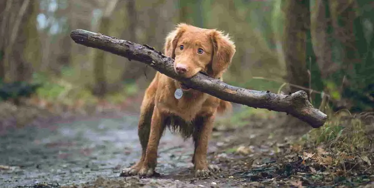 tolling retriever with stick