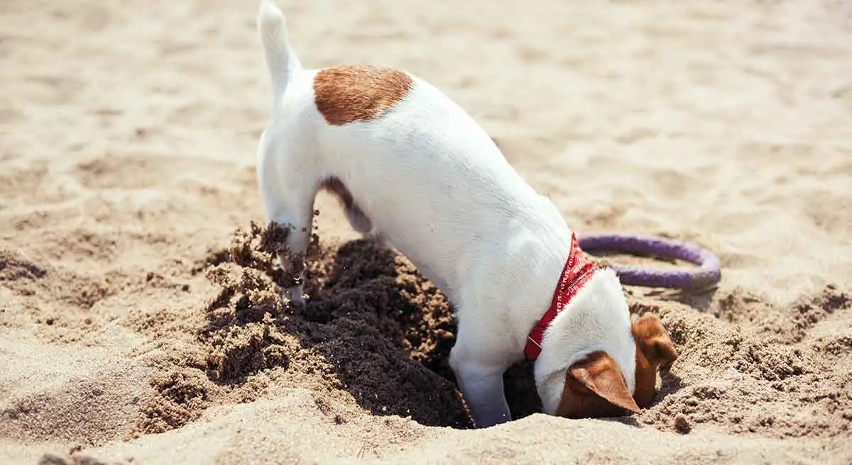 terrier digging in sand