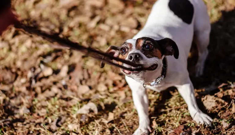 dog pull leash behavioral problems