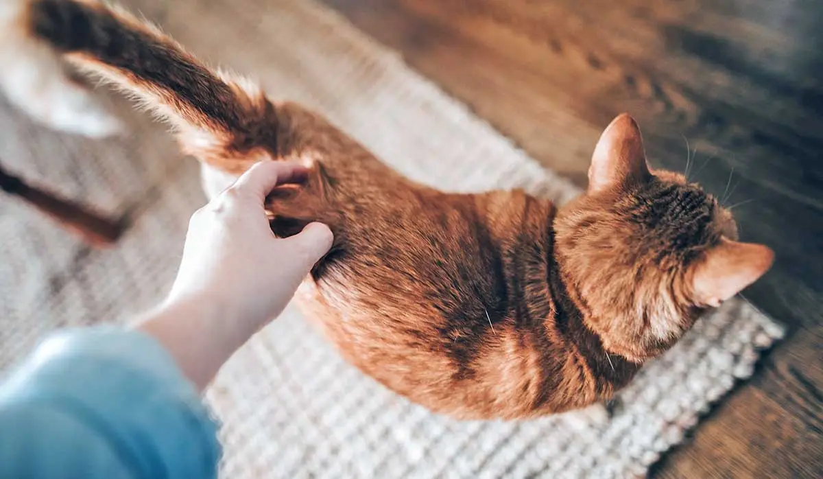 owner cuddling orange cat