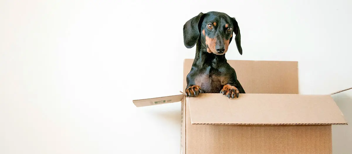 small dachshund dog sitting in box