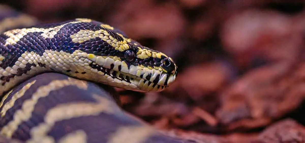 carpet python face