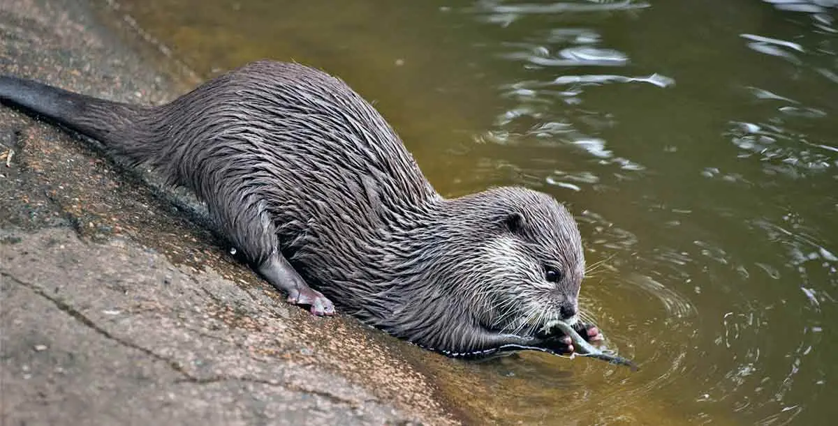 otter cleaning fish