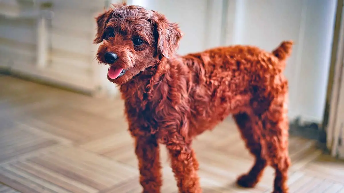 brown dog with curly coat inside house