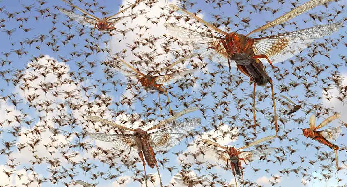 Insect swarm