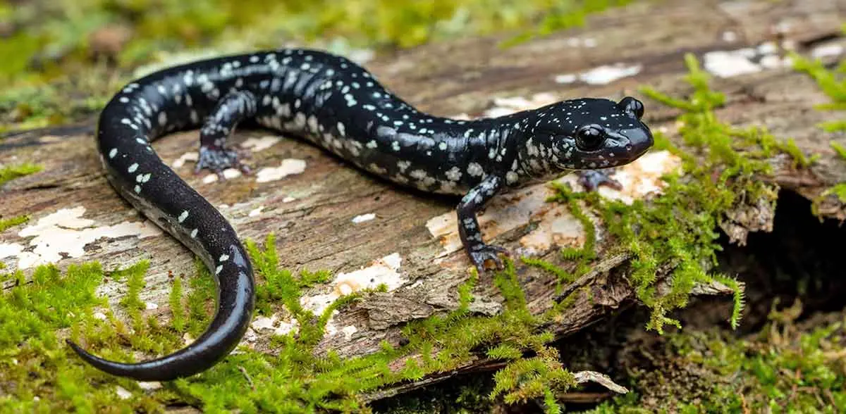 slimy salamander on log