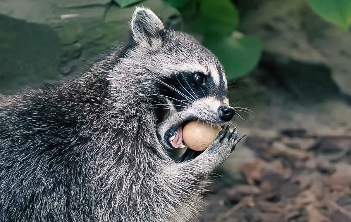 raccoon eating egg