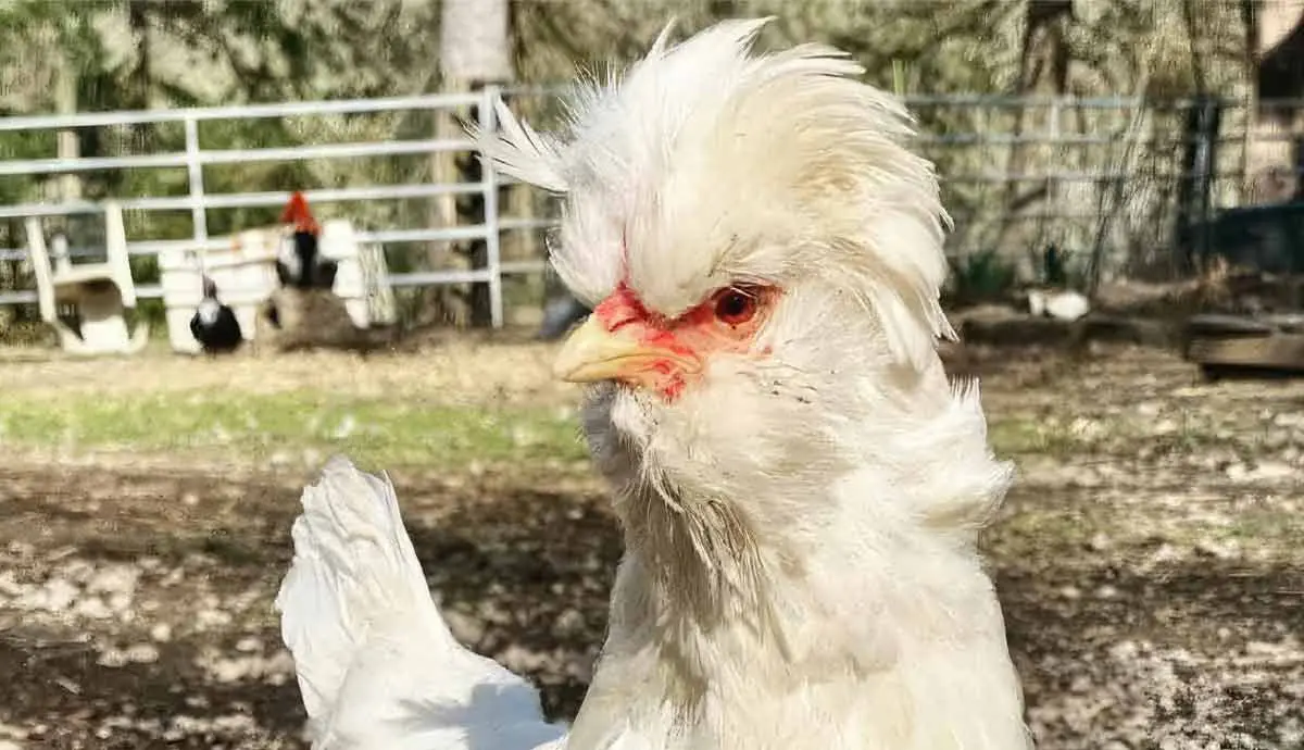 sultan chicken