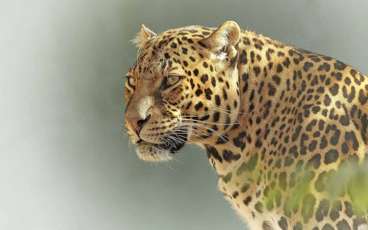 leopard Serengeti national park
