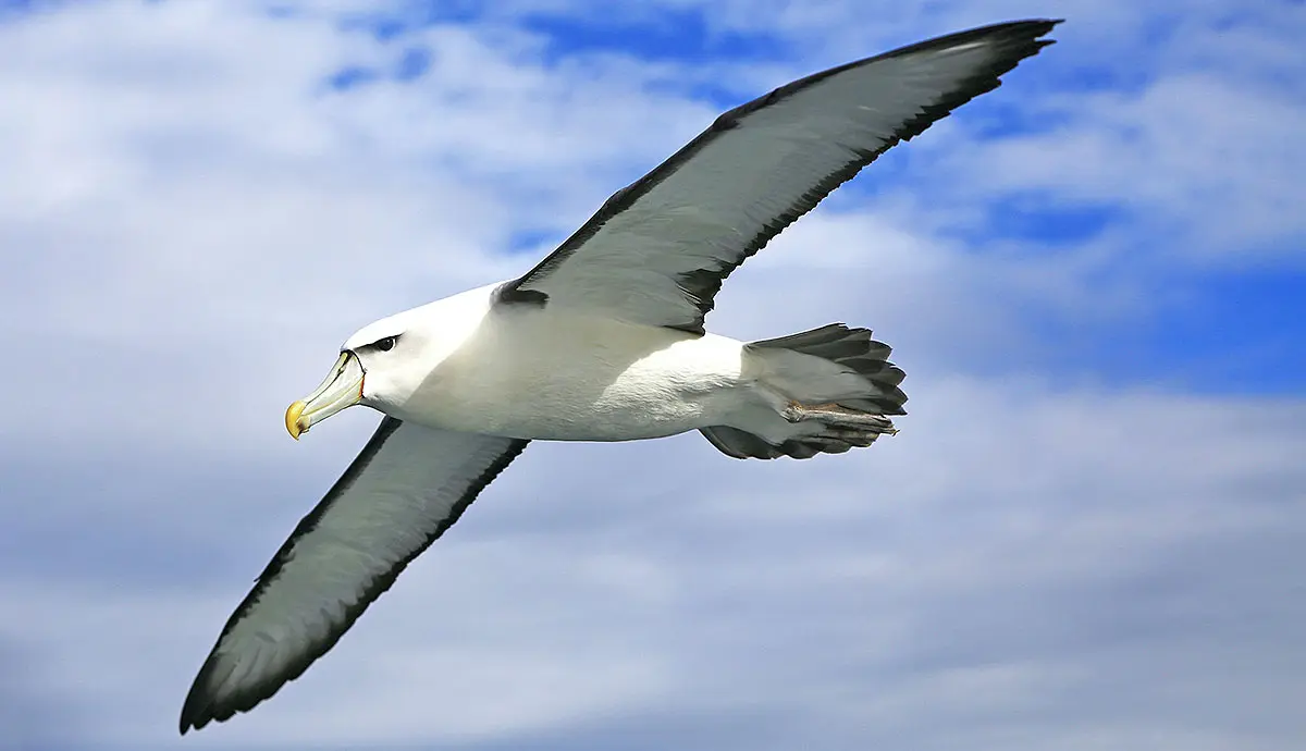 albatross flying sky