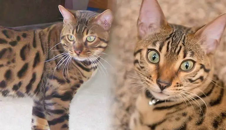 things to know before getting bengal cat