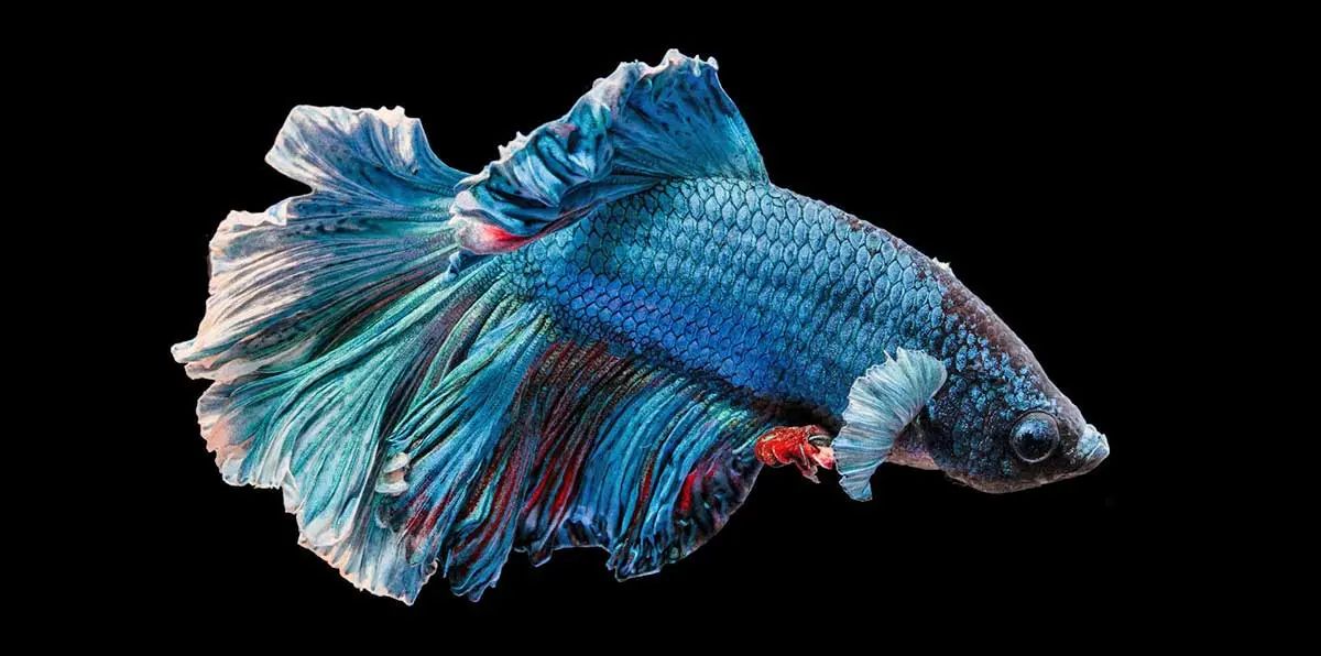 blue betta fish siamese fighter fish beautiful