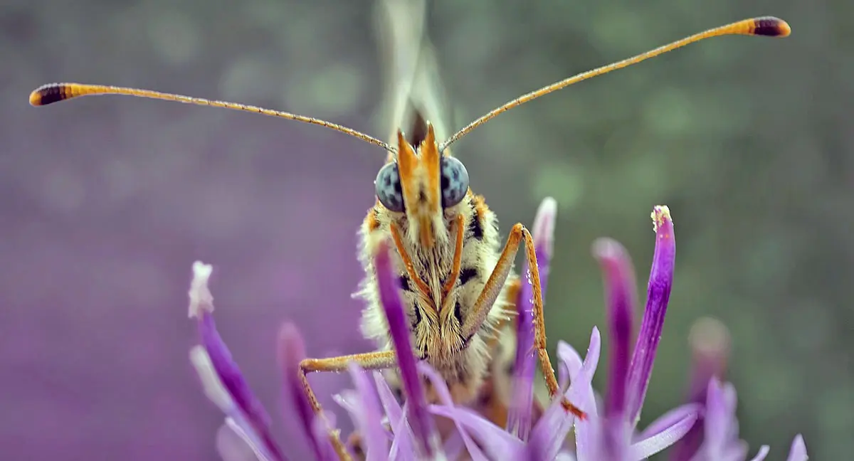 close up of butterfly eyes and legs on purple flower