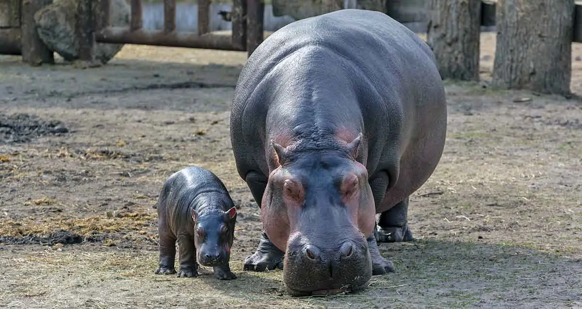 mother hippopotamus with calf