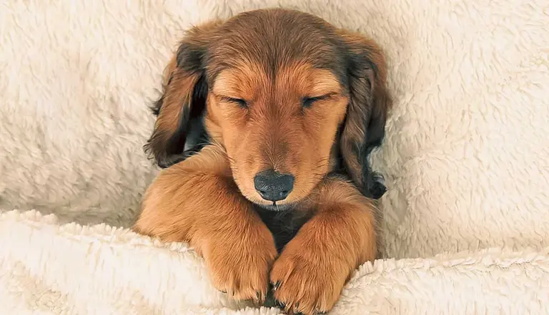 why dogs twitch in their sleep