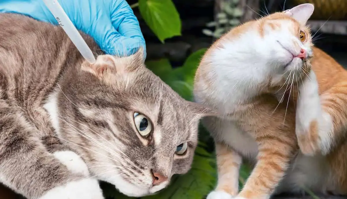 ear mites in cats everything you need to know