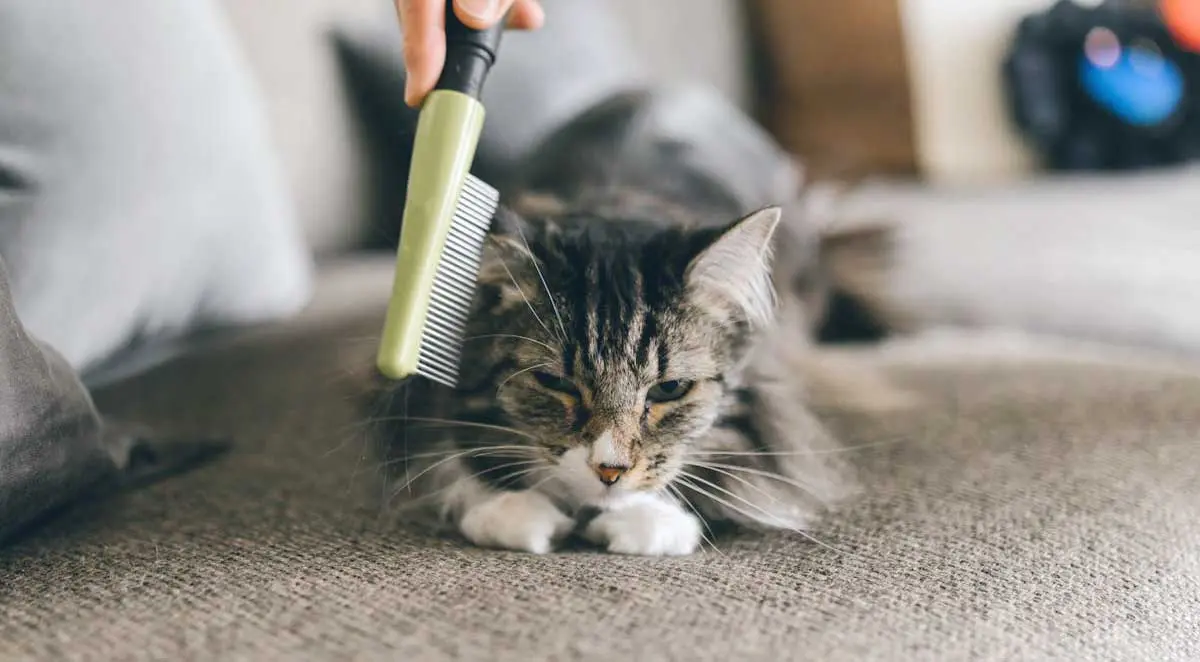 Tabby Cat Being Brushed on Gray Carpet