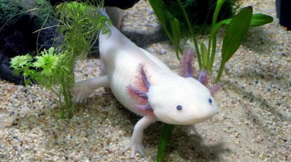 axolotl white pink