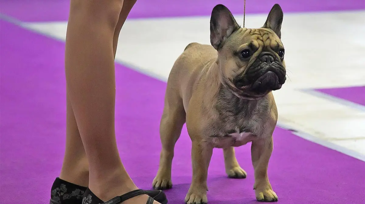 french bulldog being judged at dog show